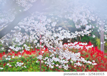 Cherry blossoms at Ayanan Park, Ayase City Cherry blossoms at Ayanan Park, Ayase City 125610315