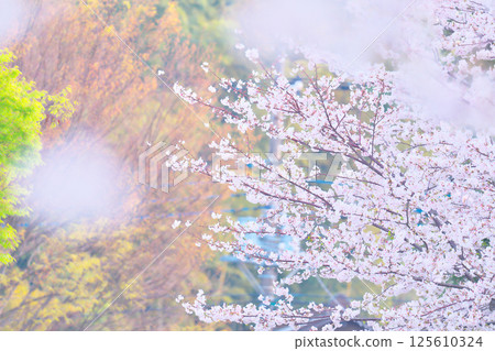 綾瀨市綾南公園的櫻花 125610324