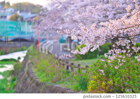 綾瀨市綾南公園的櫻花 125610325