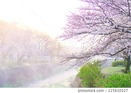 Cherry blossoms at Ayanan Park, Ayase City Cherry blossoms at Ayanan Park, Ayase City 125610327