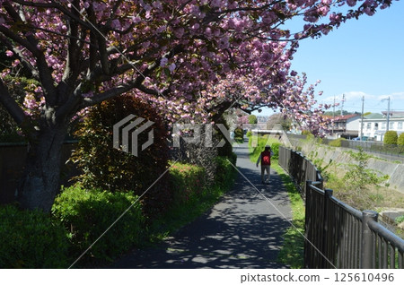 雙溪櫻花盛開的野河日野市 125610496