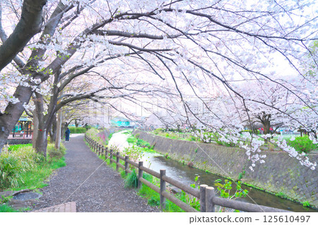 綾瀨市綾南公園的櫻花 綾瀨市綾南公園的櫻花 125610497