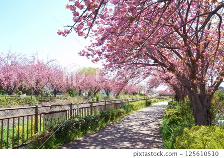 雙溪櫻花盛開的野河日野市 125610510