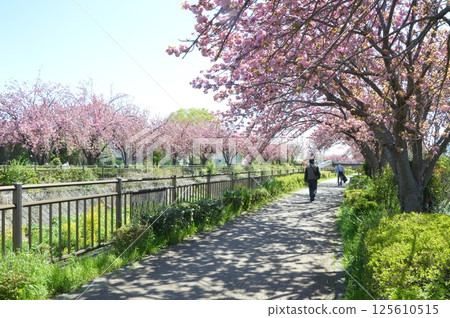 Kuo River Hino City where the double cherry blossoms bloom Kuo River Hino City where the double cherry blossoms bloom 125610515