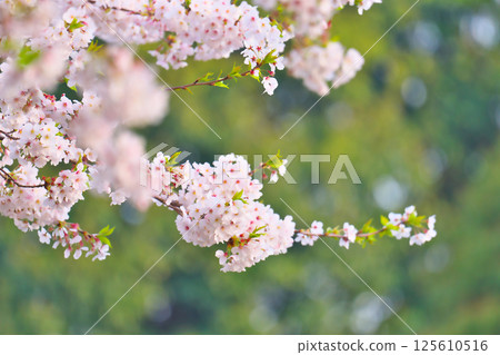 Cherry blossoms at Ayanan Park, Ayase City Cherry blossoms at Ayanan Park, Ayase City 125610516