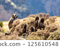 Endemic Gelada, Theropithecus gelada, in Simien mountain, Ethiopia wildlife 125610548