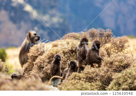 Endemic Gelada, Theropithecus gelada, in Simien mountain, Ethiopia wildlife Endemic Gelada, Theropithecus gelada, in Simien mountain, Ethiopia wildlife 125610548