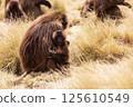 Endemic Gelada, Theropithecus gelada, in Simien mountain, Ethiopia wildlife 125610549
