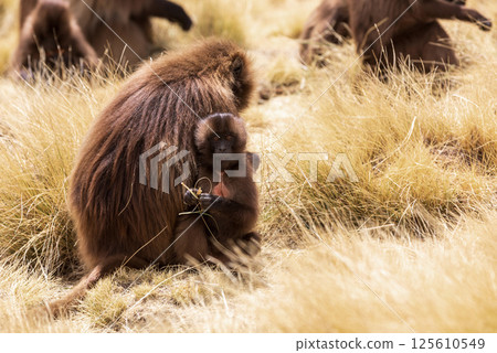 Endemic Gelada, Theropithecus gelada, in Simien mountain, Ethiopia wildlife Endemic Gelada, Theropithecus gelada, in Simien mountain, Ethiopia wildlife 125610549