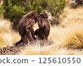 Endemic Gelada, Theropithecus gelada, in Simien mountain, Ethiopia wildlife 125610550