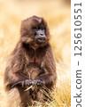 Endemic Gelada, Theropithecus gelada, in Simien mountain, Ethiopia wildlife 125610551
