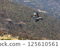 Wattled ibis (Bostrychia carunculata), Simien Mountain Ethiopia Wildlife 125610561