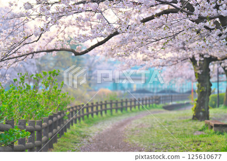 Cherry blossoms at Ayanan Park, Ayase City 125610677