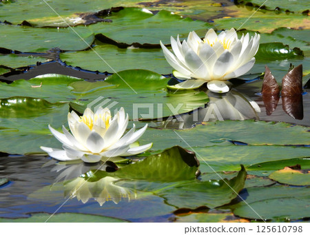 Gracefully blooming water lilies! Gracefully blooming water lilies! 125610798