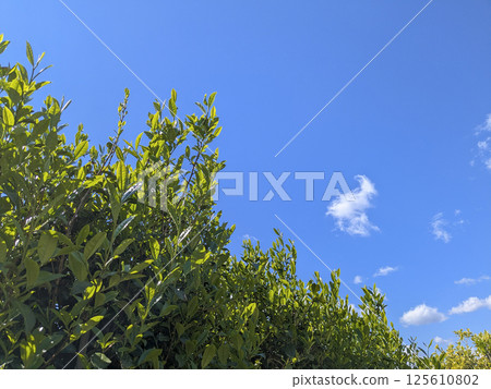 八十八夜 125610802