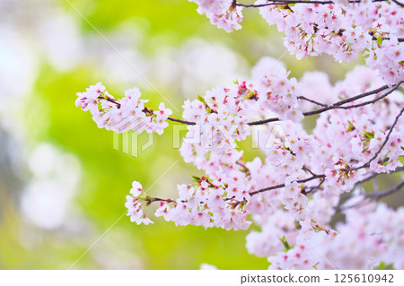 綾瀨市綾南公園的櫻花 125610942