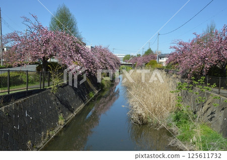Cherry blossoms blooming along the Hodokubo River in Hino City Cherry blossoms blooming along the Hodokubo River in Hino City 125611732