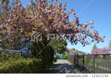 Cherry blossoms blooming along the Hodokubo River in Hino City Cherry blossoms blooming along the Hodokubo River in Hino City 125611748