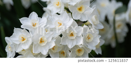 Narcissus 125611837