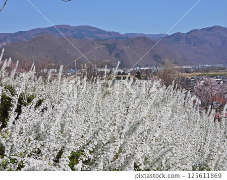 A spiracle willow hedge with small white flowers 125611869