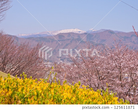 從稻荷山公園透過春花看到的白雪皚皚的菅平 125611871
