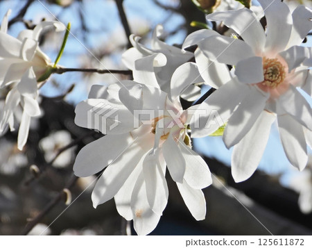 White Magnolias in full bloom White Magnolias in full bloom 125611872
