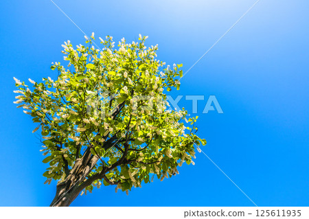 日本橫濱城市景觀。白雲樹的綠白色格外引人注目。花語是莊嚴、愛的旅程、快樂的人=30 日本橫濱城市景觀。白雲樹的綠白色格外引人注目。花語是莊嚴、愛的旅程、快樂的人=30 125611935