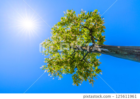 Yokohama cityscape in Japan. The green and white of the white cloud tree stands out. The flower language is grandeur, a journey of love, and a cheerful person = 30th 125611961