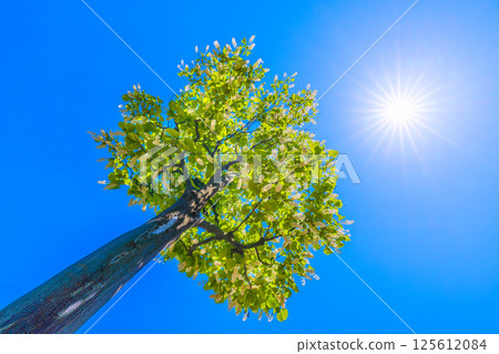 日本橫濱城市景觀。白雲樹的綠白色格外引人注目。花語是莊嚴、愛的旅程、快樂的人=30 日本橫濱城市景觀。白雲樹的綠白色格外引人注目。花語是莊嚴、愛的旅程、快樂的人=30 125612084