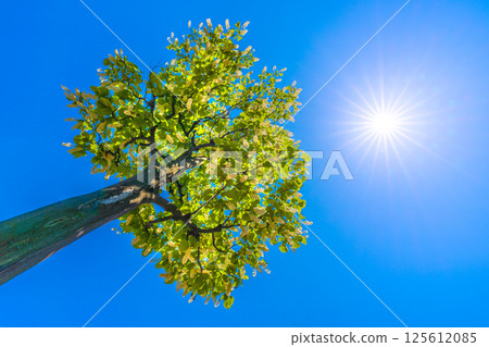 日本橫濱城市景觀。白雲樹的綠白色格外引人注目。花語是莊嚴、愛的旅程、快樂的人=30 125612085