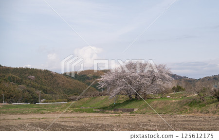 櫻花盛開 櫻花盛開 125612175