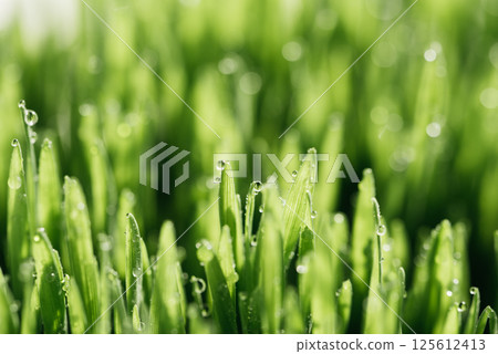 Wet spring green grass background with dew lawn natural. beautiful water drop sparkle in sun on leaf in sunlight, image of purity and freshness of nature, copy space. macro. shallow DOF. panorama 125612413