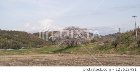 櫻花盛開 125612451