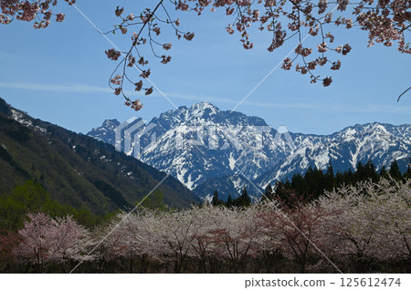 Cherry blossoms and fresh greenery co-exist on Mount Tsurugi with remaining snow in early spring 125612474