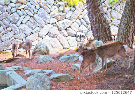 康華的鹿 125612647