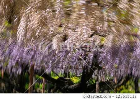 Image of wisteria flowers Image of wisteria flowers 125613112