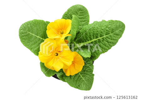 Yellow primrose isolated on white background. Top view. Flat lay Yellow primrose isolated on white background. Top view. Flat lay 125613162