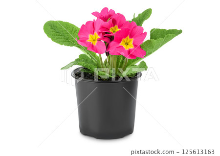 pink primrose in black pot isolated on white background. pink primrose in black pot isolated on white background. 125613163