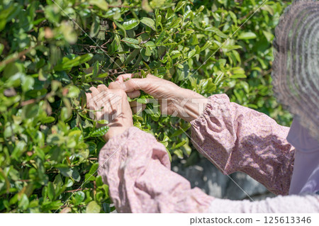 在樹籬的資深婦女採摘茶葉 125613346