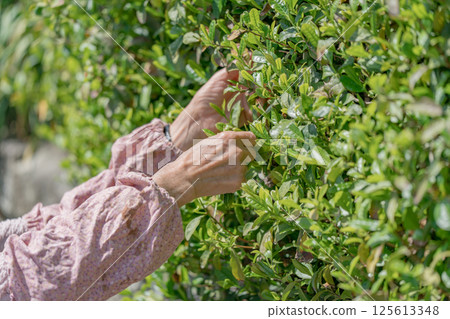 在樹籬的資深婦女採摘茶葉 125613348