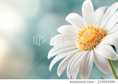 White daisy flower with yellow center on soft blue background, ideal for botanical, floral, and nature-themed designs. 125613494