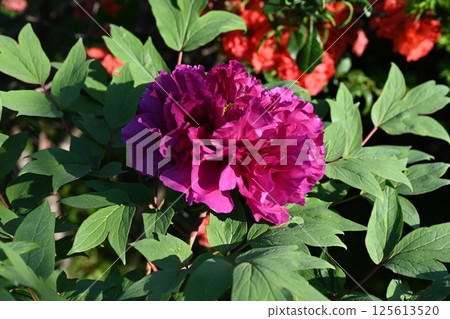 花園裡盛開的牡丹花 花園裡盛開的牡丹花 125613520