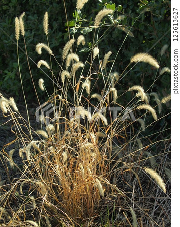 Green foxtail in the autumn field 125613627