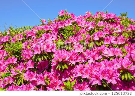 杜鵑花的花 杜鵑花的花 125613722