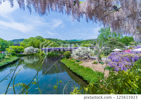 足利花卉公園的新綠色－薄紅橋 125613923
