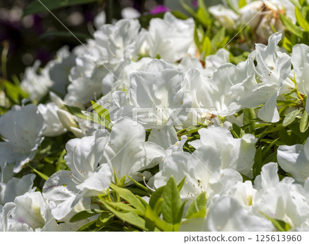 White azaleas at Satsukiyama Park White azaleas at Satsukiyama Park 125613960