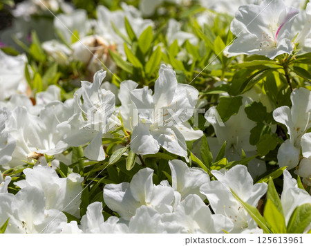 五月山公園的白杜鵑花 125613961