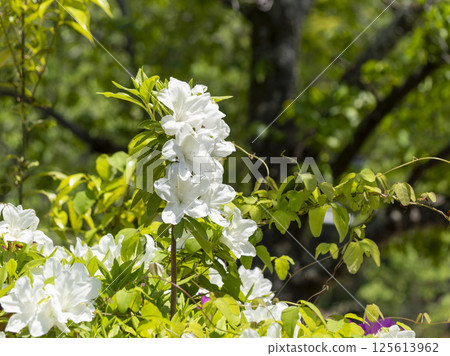 White azaleas at Satsukiyama Park White azaleas at Satsukiyama Park 125613962