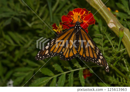 Monarch butterfly feeding on a flower. Monarch butterfly feeding on a flower. 125613963