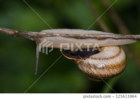 Milk snail Otala lactea lactea. 125613964